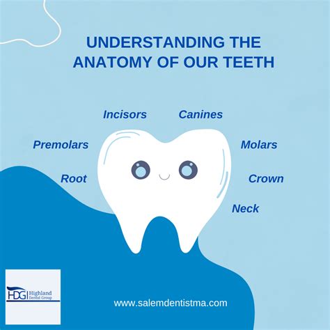 Understanding The Anatomy Of Your Teeth Highland Dental Group