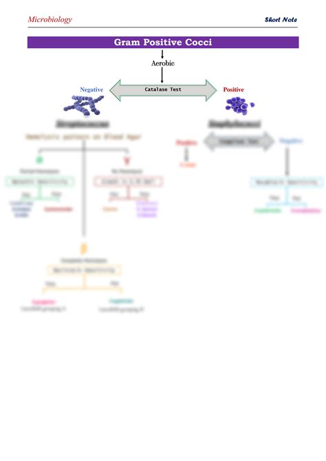 SOLUTION Gram Positive Cocci Flowchart Studypool