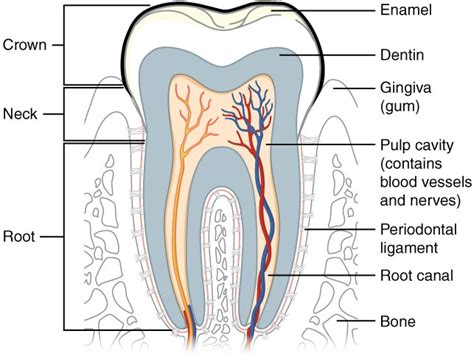 The Mouth Pharynx And Esophagus Anatomy And Physiology Ii