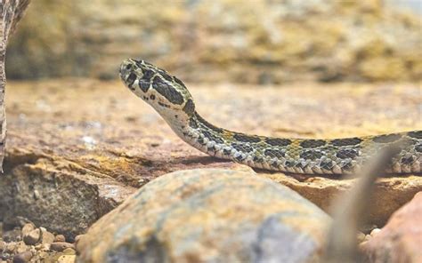 11 Snakes With The Biggest Heads In The World