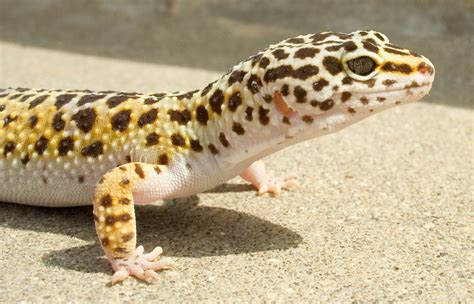 Leopard Gecko Zoo Med Laboratories Inc