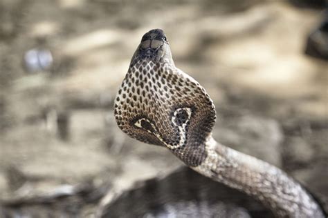 King Cobra Snake Facts