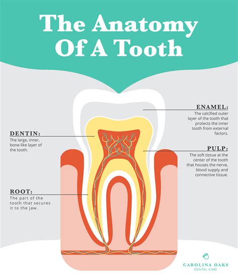 Anatomy Of Teeth Dental