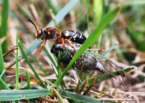 Ground Hornets Cicada Killer Wasps 15 Things To Know Get Rid Of