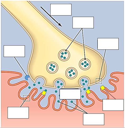 Neuromuscular Junction Labeling Diagram Quizlet