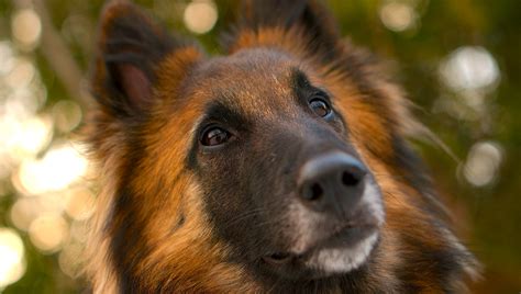 Belgianshop is a belgian shop where you will be able to buy belgian beers. 5 Things to Know About Belgian Tervurens