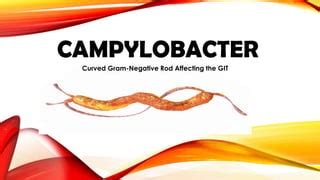 CAMPYLOBACTER HELICOBACTER Curved Gram Negative Rods Affecting The