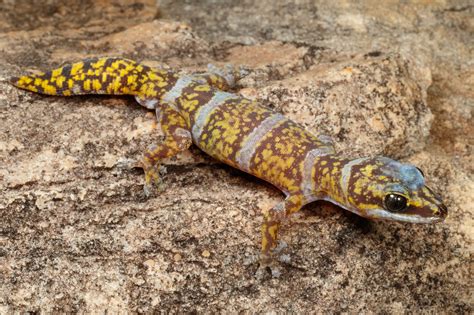 New Velvet Gecko Discovered On One Of Australias Northern Islands