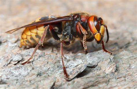 The Dangers Of Hornets Hornet Prevention Modern Pest