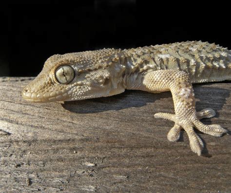 Surprising Facts About Geckos