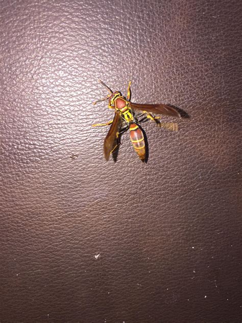 Yellowbrown Hornet In Acapulco Mexico Whatsthisbug