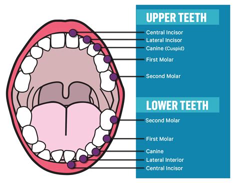 Teeth Anatomy Types Function Care 51 Off