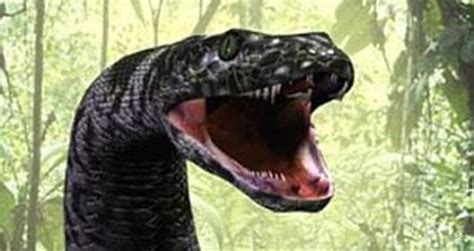 Titanoboa The Gigantic Snake That Terrorized Prehistoric Colombia