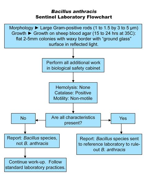 Bacillus Flowchart