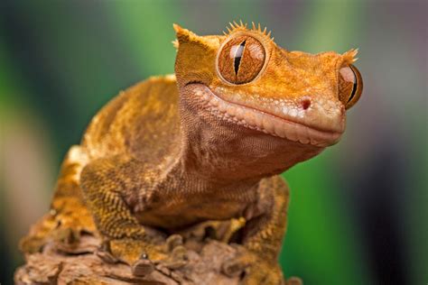 The New Caledonian Giant Gecko Is The Worlds Largest Australian