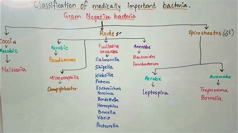 scenă Supliment Putere bacteria classification table Intact