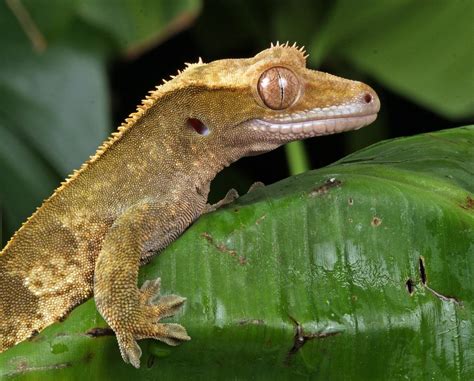 The 6 Best Lizard Pets To Own Allans Pet Center