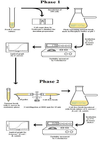 Flowchart For Growth Response Of Staphylococcus Aureus Escherichia