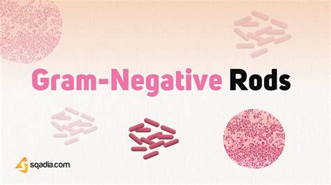 Gram Negative Rods Introduction