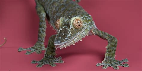 Giant Leaf Tailed Gecko Smithsonians National Zoo