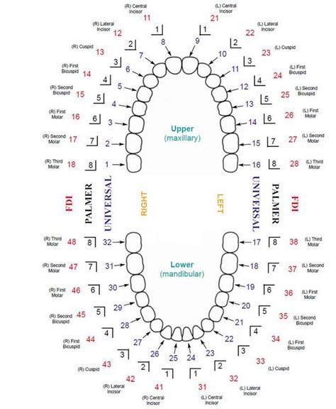 Tooth Numbering Systems In Dentistry News Dentagama