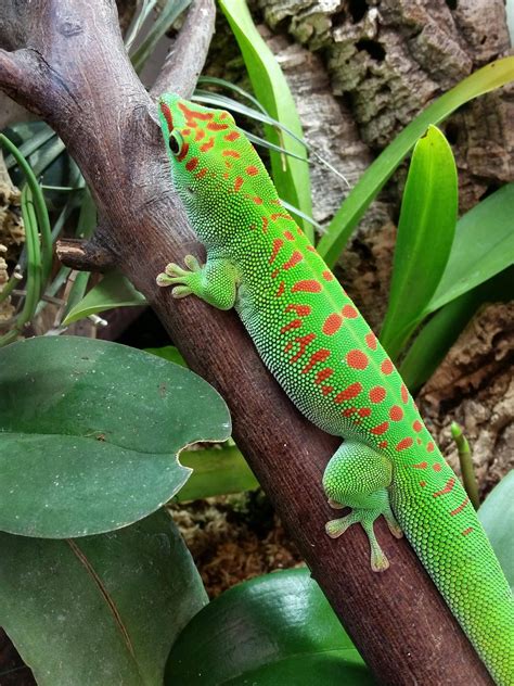 Giant Day Geckos Probably The Greenest Green Ive Ever Seen On An