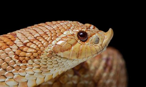 11 Snakes With The Biggest Heads In The World Az Animals