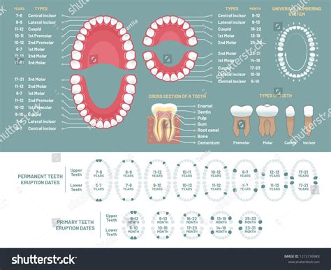 Human Teeth Anatomy