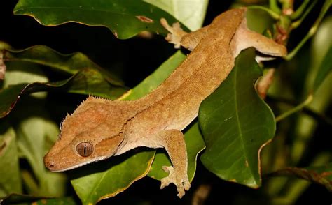 Crested Gecko The Animal Facts Appearance Diet Habitat Behavior