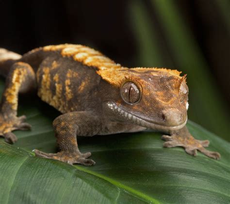 Crested Gecko Malta National Aquarium