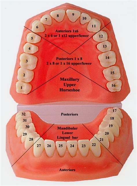 Tooth Numbers And Illustrations