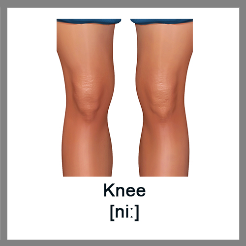 Parts Of Knee Diagram