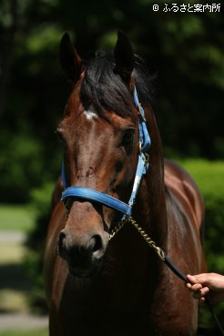 ステイゴールドの後継、2冠馬の兄として期待は大きい