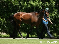 意気揚々と用意された馬房へ向かった