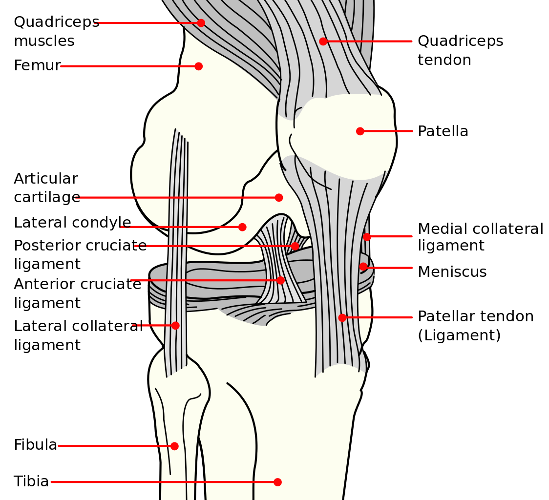 Knee Joint Anatomy Chart In 2020 Joints Anatomy Knee Joint Knee Images