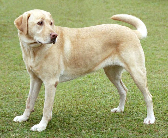 Image result for labrador retriever