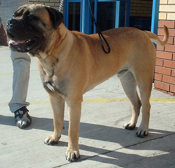 Image result for bullmastiff