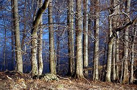 Forests near the Rhön.