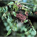 Zanthoxylum clava-herculis - fruits