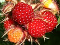 Rubus phoenicolasius