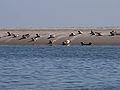 Seehunde bei Fanø