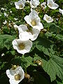 Rubus parviflorus