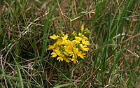 Genista anglica