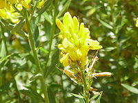 Genista tinctoria Type species