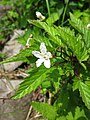 Rubus subcrataegifolius