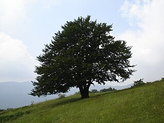 Sredna Gora mountains.