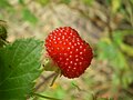 Rubus probus