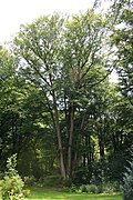 View of the same beech in Esneux.