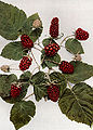 Rubus loganobaccus