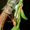 Tetragnathidae (Metellina mengei)